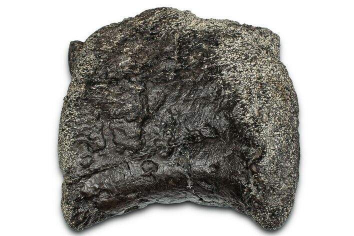 Fossil Sauropod Phalanx Bone - Bone Cabin Quarry, Wyoming #357043